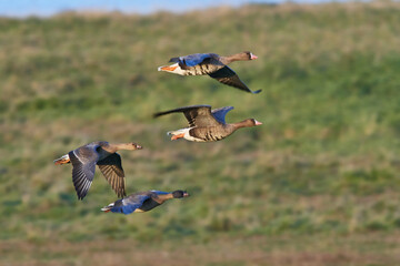 Blässgänse und Saatgänse im Herbst an der Ostsee	