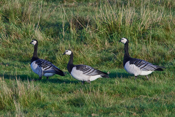 Weißwangengans oder Nonnengans (Branta leucopsis) an der Ostsee im Herbst	
