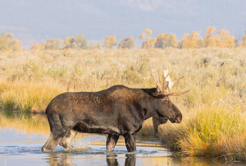 Bull Moose During the Rut in Grand Teton National Park Wyoming in Autumn