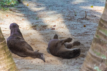 Fototapeta premium Wild otter in Gardens by the Bay, Singapore