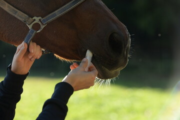 Medikamentengabe oral beim Pferd