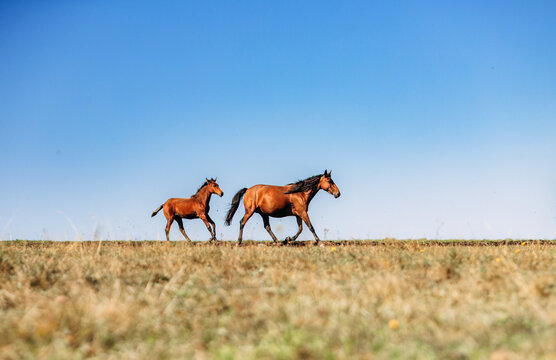 A mare with a foal running at a gallop across the field