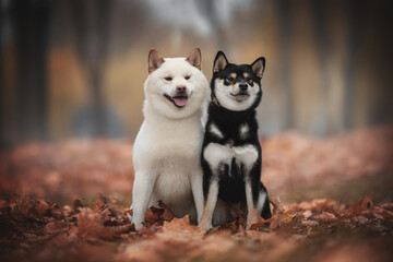 Two cute young black Shiba Inu dogs sitting among the fallen red leaves against the backdrop of a foggy autumn landscape. The mouth is open. Looking to the side. Family portrait