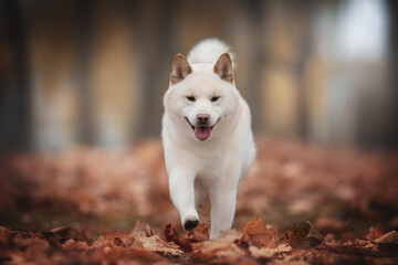 A cute young beige Shiba Inu dog running among the fallen red leaves against the backdrop of a foggy autumn landscape. Fluffy tail. Pink nose. White dog. The mouse is open. Paws in the air