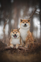 Two cute red shiba inu dogs standing with their front paws on a fallen tree among the yellow dry grass against the backdrop of a foggy autumn landscape. Looking into the camera. Family portrait