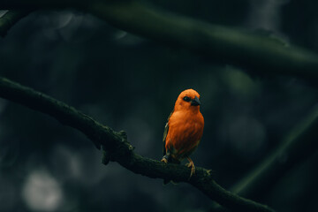 Exotic orange bird parakeet parrot in zoo jungle greenhouse, darker background