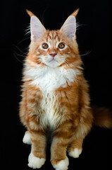 Maine Coon cat of red color, with fluffy red hair, on a black background.