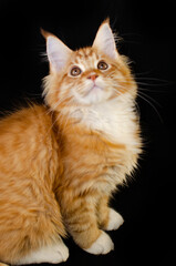 Fototapeta premium Maine Coon cat of red color, with fluffy red hair, on a black background.