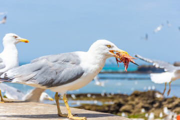 Seagull eating its seafood in the beach of Essaouira, Morocco