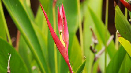 Heliconias - Great Range of Heliconias with green banana leaf