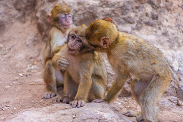 Three wild baby barbary monkeys playing, Morocco