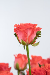Side view of a coral rosebud on a light gray background.