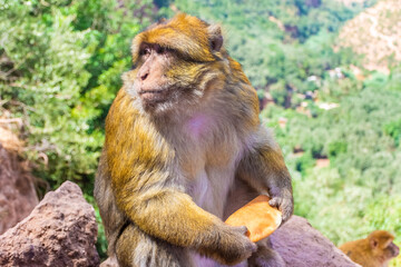 Wild barbary ape sitting on the Ouzoud Canyon, Morocco