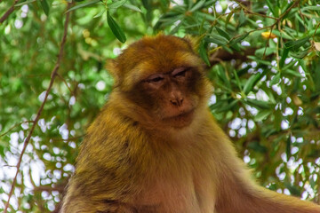 Wild barbary ape sitting on a tree in the forest, Morocco