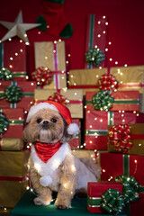 Ensaio de Natal Pet em cenário natalino