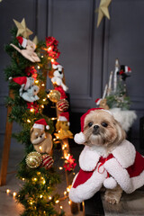 Ensaio de Natal Pet em cenário natalino