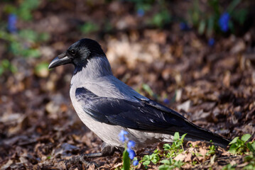Selective focus photo. Grey crow birds, Corvus tristis in park.