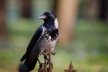 Selective focus photo. Grey crow birds, Corvus tristis in park.