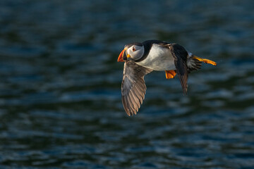 The Atlantic puffin (Fratercula arctica)