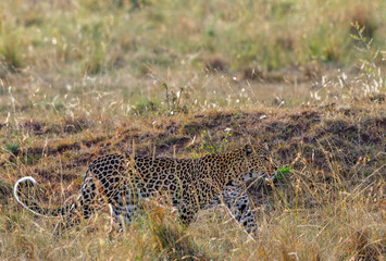 Leopard in the grass on the savanna in Africa