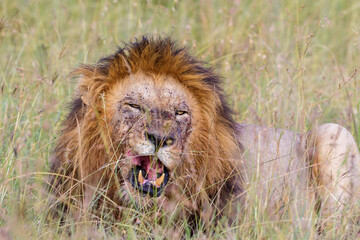 Male Lion lying in the grass and resting in the heat