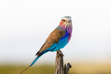 Lilac-breasted roller looking at the camera sitting on a stick
