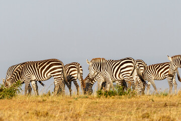Zebras, who walk in the African savannah