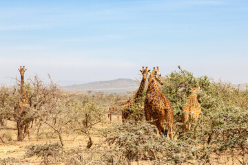 Flock of giraffes grazing in the trees in a dry savanna landscape © Lars Johansson