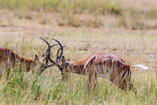 Two Impala males fighting for dominance