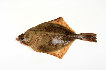 Flounder fish isolated on a white background. Fresh baltic flounder 