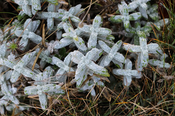 A close-up of dried stems and leaves on a grass at sunrise in the mountains for background