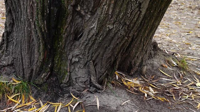 A ramified bizarre trunk of an old white willow in the park.