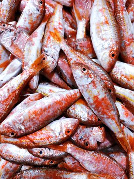 fresh  mullus barbatus fish background