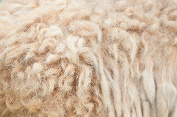 Close up of lambswool texture, background partially defocused.  Lambswool is raw material of the wool-processing industry.