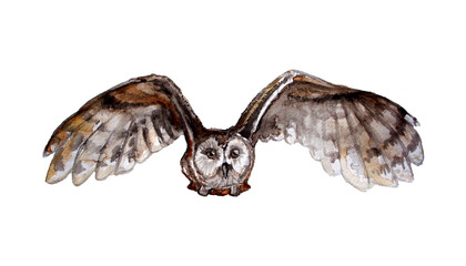 Watercolor drawing of a flying owl isolated on white background