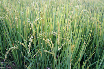 green ears of rice. Rich food concept.