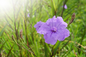 purple flowers of Ruellia simplex, Mexican petunia, Mexican bluebell, Britton wild petunia (Ruellia...