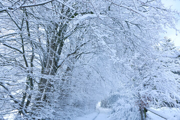 Winter road after the snowfall through trees covered in snow.