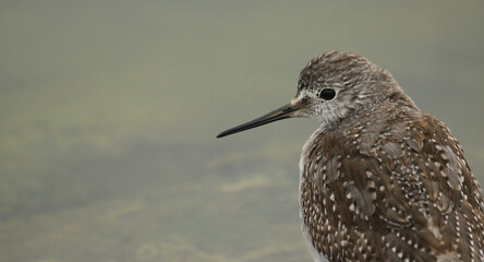 Beautiful bird in nature, Lesser yellowlegs (Tringa flavipes) shorebird spotted on spotted on global big day in Venezuela