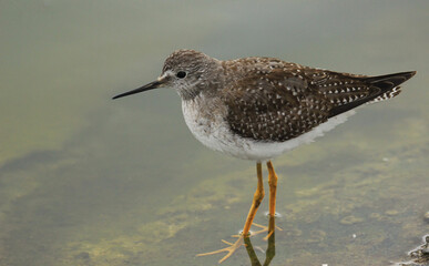 Beautiful bird in nature, Lesser yellowlegs (Tringa flavipes) shorebird spotted on spotted on global big day in Venezuela