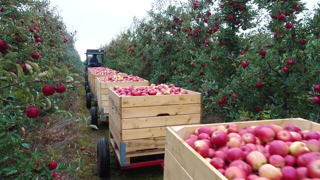 The tractor is carrying boxes of apples through the garden.