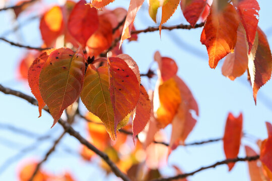 Soft out of focus Autumn Fall leaves blowing in wind on branches of Tupelo or Black Gum tree. Colorful red orange Fall foliage. Dublin, Ireland