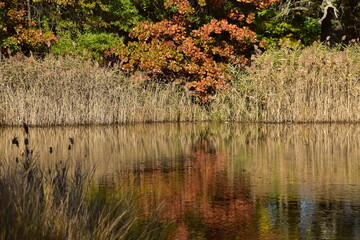 Autumn tree leaves reflecting in water