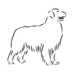 Decorative portrait of standing in profile dog golden retriever, vector isolated illustration in black color on white background