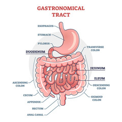 Gastronomical tract and digestive system isolated structure outline diagram. Labeled educational human stomach with medical titles vector illustration. Duodenum, jejunum and ileum location explanation - obrazy, fototapety, plakaty