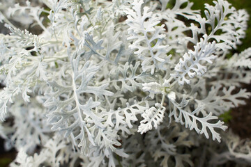 Beautiful Silver dust Cineraria maritima in the garden, autumn time, closeup. Natural background of...