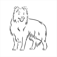 Border collie vector isolated hand drawing illustration in black color on white background - obrazy, fototapety, plakaty