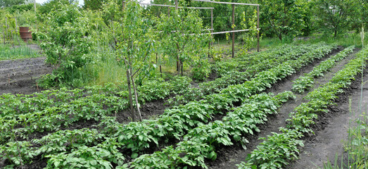  panoramic image of the vegetable garden with growing potatoes, fruit trees,  vine plants