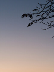 虫食い枯葉日暮れシルエット