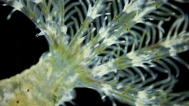 Polychaeta worm, family Sabellidae under a microscope. Filter, lives in a lime tube. Has Radiole tentacles with many cilia.